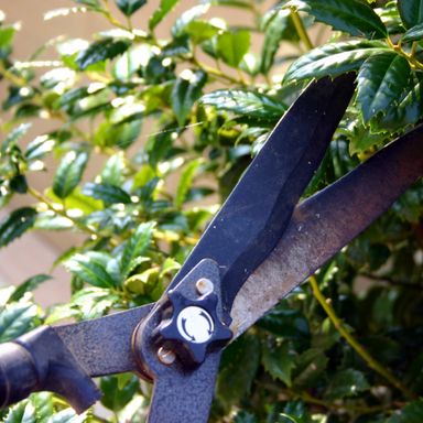 Hedge trimming